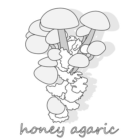 Honey Agaric mushrooms. Group of wild mushrooms Armillaria. Close up of eatable mushrooms.のイラスト素材