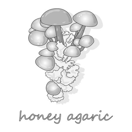 Honey Agaric mushrooms. Group of wild mushrooms Armillaria. Close up of eatable mushrooms.のイラスト素材
