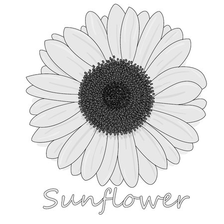 Sunflower isolated on white background illustration setのイラスト素材