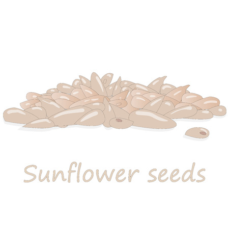 Sunflower seeds pile against white background illustration setのイラスト素材