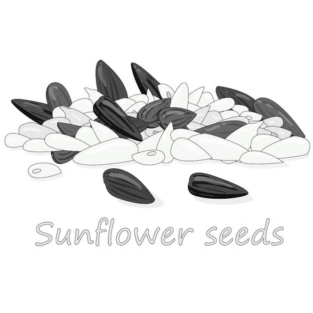Sunflower seeds pile against white background illustration setのイラスト素材