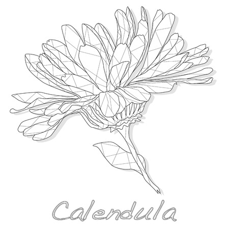 Calendula. Medical herb vector illustration isolated on white.Polygonal. Coloring.のイラスト素材