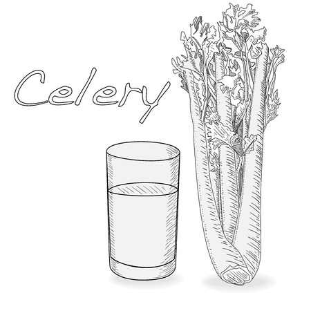 Celery monochrome vector illustration isolated on white backgrond.のイラスト素材