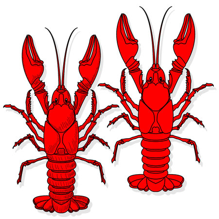 Crayfish vector illustration on a white background.のイラスト素材