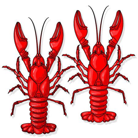 Crayfish vector illustration on a white background.のイラスト素材