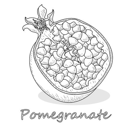 Pomegranate hand drown vector illustration isolated on white background. Monochrome.のイラスト素材