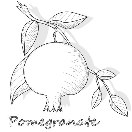 Pomegranate hand drown vector illustration isolated on white background. Monochrome.のイラスト素材