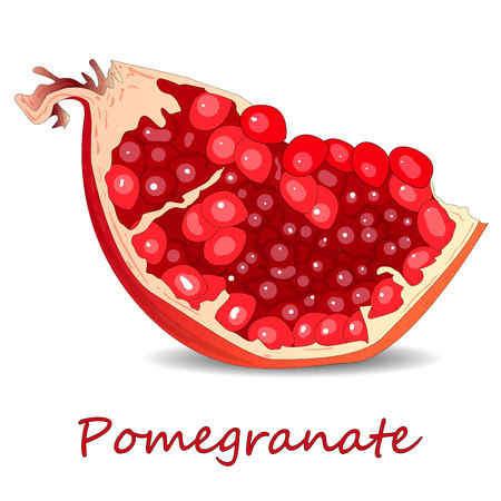 Pomegranate hand drown vector illustration isolated on white background.のイラスト素材
