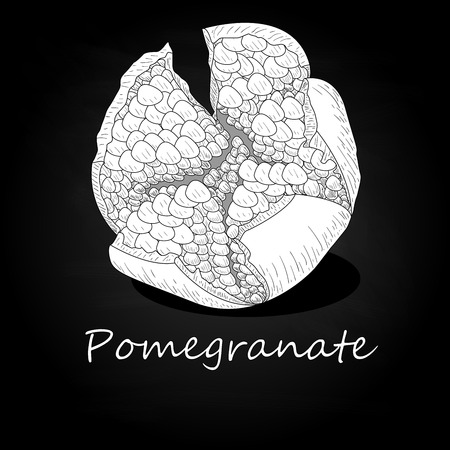 Pomegranate hand drown vector illustration isolated on black background. Monochrome.のイラスト素材