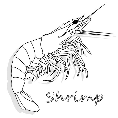Cooked prawn or tiger shrimp vector illustration monochrome  isolated on white background as package design element.のイラスト素材