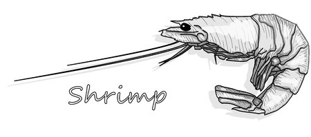 Cooked prawn or tiger shrimp vector illustration isolated on white background as package design element.のイラスト素材