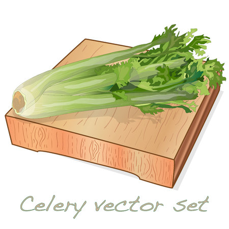 Celery illustration set on white backgrond. Vector image.のイラスト素材