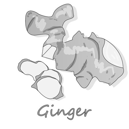 Fresh ginger on white background illustration set. Vector.のイラスト素材