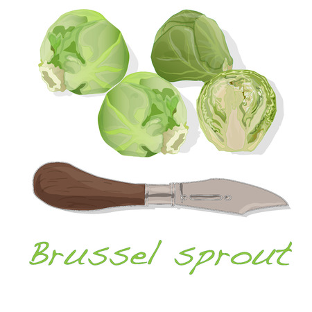 A pile of Brussels sprouts on the dish vector illustration. White background.のイラスト素材