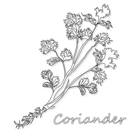 Fresh coriander or cilantro herb. Vector illustration isolated.のイラスト素材