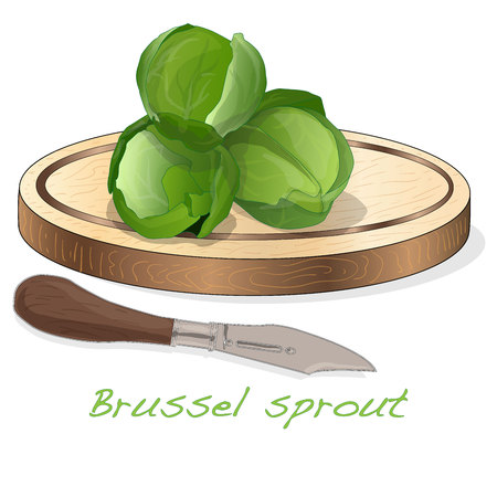 A pile of Brussels sprouts on the dish vector illustration. White background.のイラスト素材