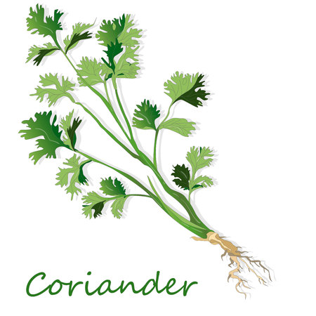 Fresh coriander or cilantro herb. Vector illustration isolated.のイラスト素材