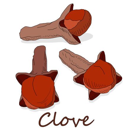 Dry cloves on white background. Vector illustration.のイラスト素材