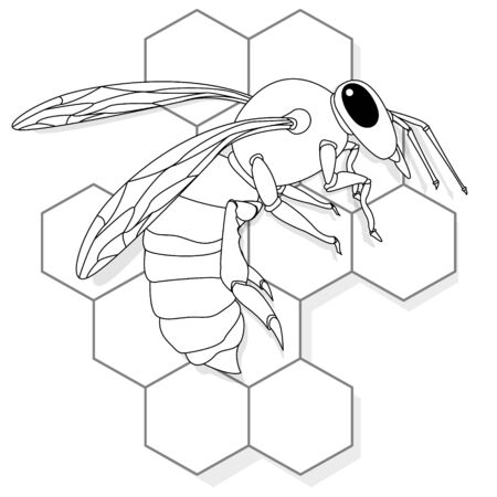 Vector illustration of honey bee on white background. Coloring image.のイラスト素材
