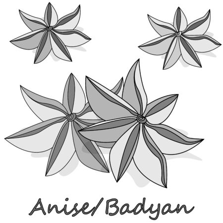 Star anise / badyan spice fruits and seeds isolated on white background vector illustration. のイラスト素材