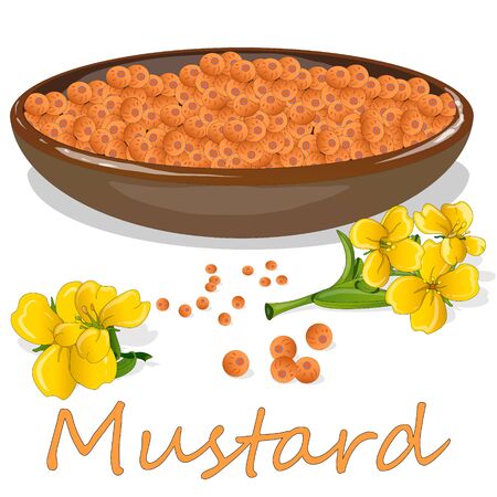 Collection of mustard vector illustrations: mustard seeds, flower, leaves and pod. Isolated on white background.のイラスト素材