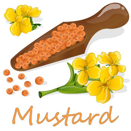 Collection of mustard vector illustrations: mustard seeds, flower, leaves and pod. Isolated on white background.のイラスト素材