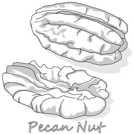 Pecan nut isolated on white background. Vector illustration. Monochrome pecan image.のイラスト素材