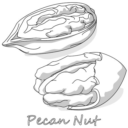 Pecan nut isolated on white background. Vector illustration. Monochrome pecan image.のイラスト素材