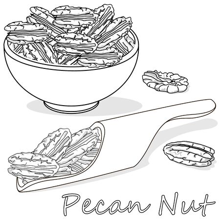 Pecan nut isolated on white background. Vector illustration. Monochrome pecan image.のイラスト素材