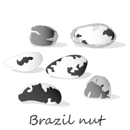 Bertholletia. Brazil nuts vector illustration on white close up.のイラスト素材