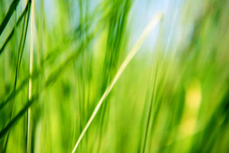 Blurred grass abstract background, universal useの写真素材