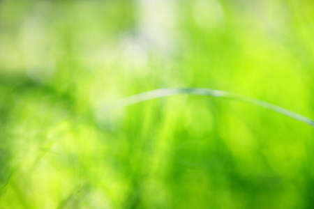 Blurred grass abstract background, universal use