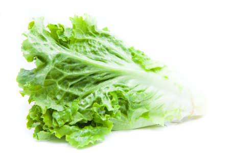 green lettuce leaf on white backgroundの写真素材