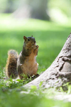 gray squirrel eatingの写真素材