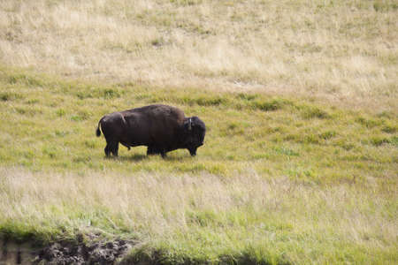 Yellowstone National Park bisonの写真素材