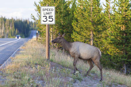 Yellowstone National Park Elk crossing the roadの写真素材