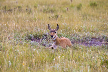 Yellowstone National Park Elkの写真素材