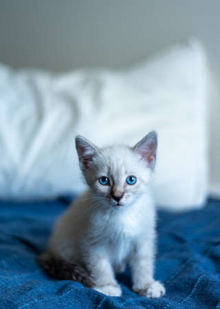 A kitten of Ragdoll breed and Thai white color with an ash muzzle and blue eyes.の写真素材