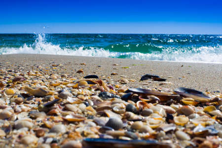 Waves sea shells lying on sand during sunset