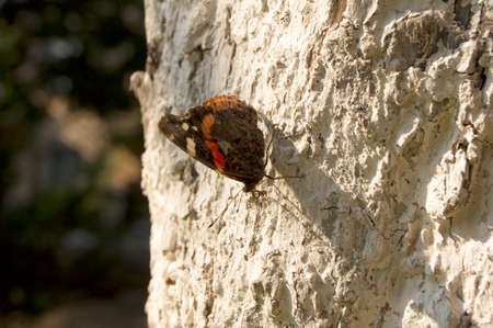 Monarch butterfly Danaus plexippus on orange garden flowers during autumn migration. Natural green background.の写真素材