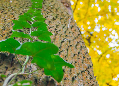 Halloween art design background. Foggy Graveyard at night. Old Spooky cemetery in moonlight through the treesの写真素材