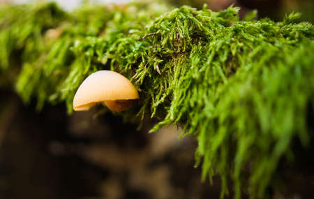 The Fly Agaric or Fly Amanita Amanita muscaria is now primarily famed for its hallucinogenic properties.の写真素材