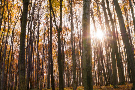 Colorful autumn landscape.Nature background beauty, environment, fog, botany blue boatの写真素材