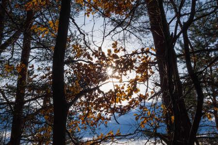 Colorful autumn landscape.Nature background beauty, environment, fog, botany blue boatの写真素材