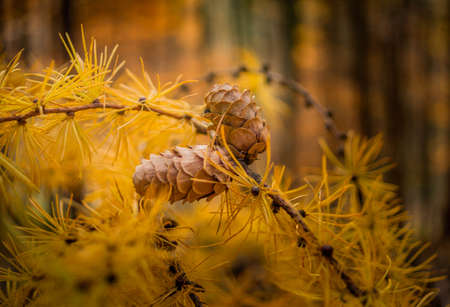Fir branches with cones tree, needle, spruce branch, seasonal, pine needles