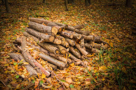 Pile of wood logs ready for winter heat, logging, fireplace, timber, materialの写真素材