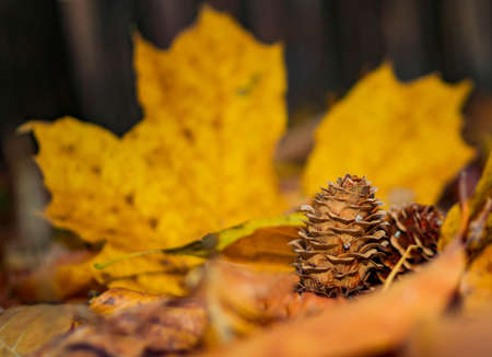 cedar pine cone ornament, brown, seasonal holiday symbolの写真素材
