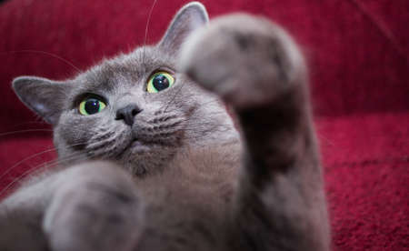 Russian Blue Cat beautiful portrait emotion happiness fluffyの写真素材