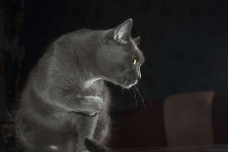 Russian Blue Cat beautiful cat portrait emotion happiness fluffyの写真素材