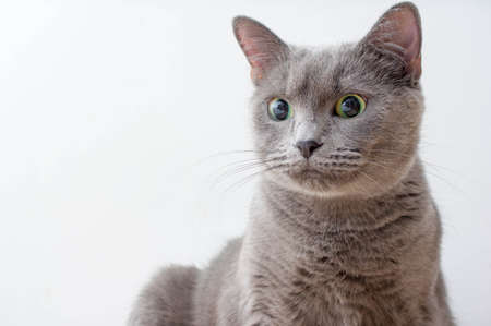 Russian Blue Cat beautiful portrait emotion happiness fluffyの写真素材